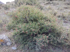 Lonicera iberica