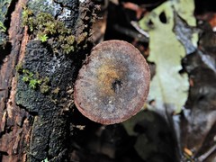 Heimiomyces atrofulvus
