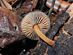 Heimiomyces atrofulvus