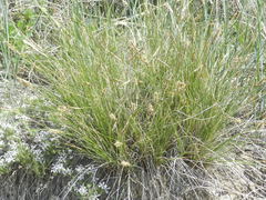 Carex filifolia
