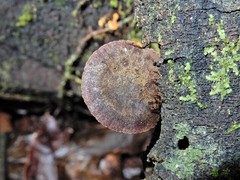 Heimiomyces atrofulvus