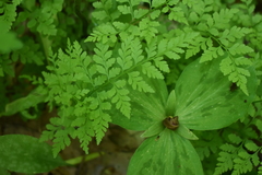 Cystopteris protrusa