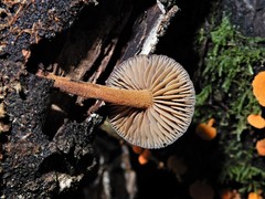 Heimiomyces atrofulvus