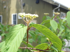 Viburnum wrightii
