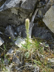 Veronica wyomingensis