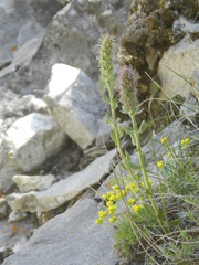 Veronica wyomingensis