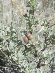 Rhopalomyia calvipomum