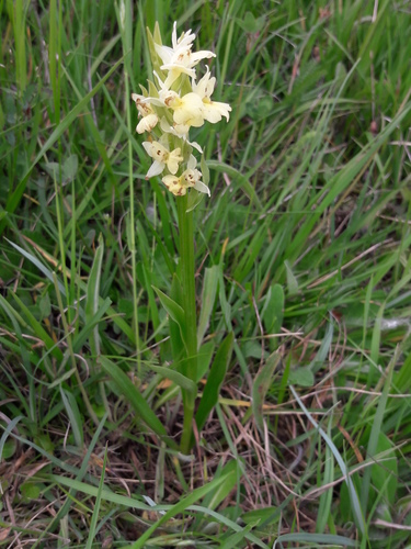 Dactylorhiza insularis (Dactylorhiza insularis)
