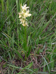 Dactylorhiza insularis