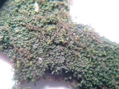 Frullania riparia