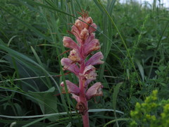 Orobanche alba