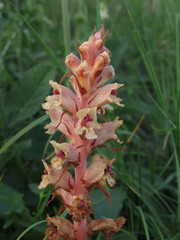 Orobanche alba