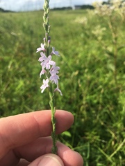 Verbena xutha