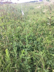 Verbena xutha