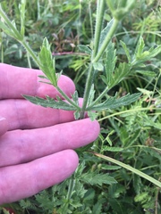 Verbena xutha