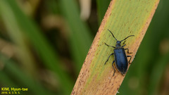 Cerogria janthinipennis