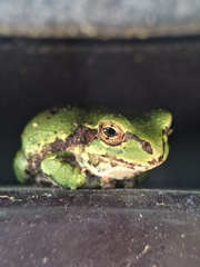 Hyla japonica