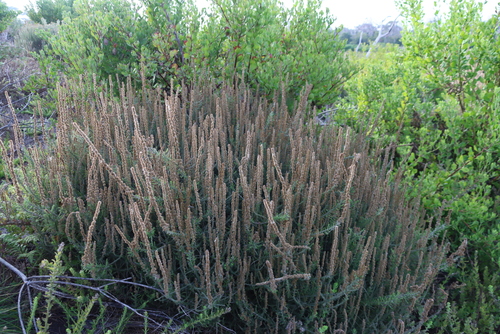 Image of Seriphium cinereum by (c) Tony Rebelo, some rights reserved (CC BY-SA)
