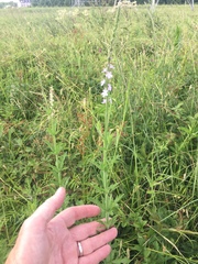 Verbena xutha