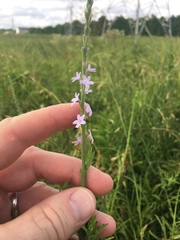 Verbena xutha