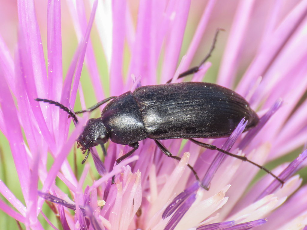 Podonta italica
