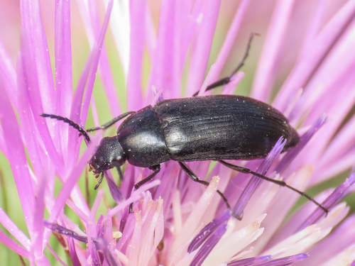 Podonta italica
