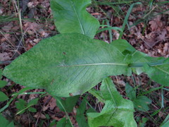 Lactuca quercina