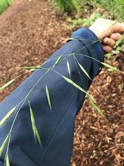 Bromus sitchensis