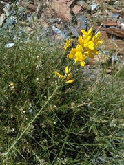 Genista hystrix