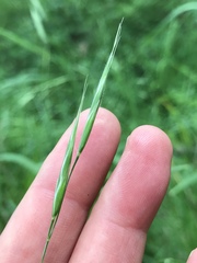 Bromus sitchensis