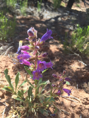 Penstemon
