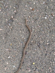 Thamnophis elegans vagrans