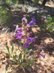 Penstemon