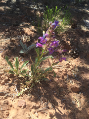 Penstemon