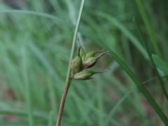Carex michelii