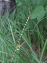 Carex michelii