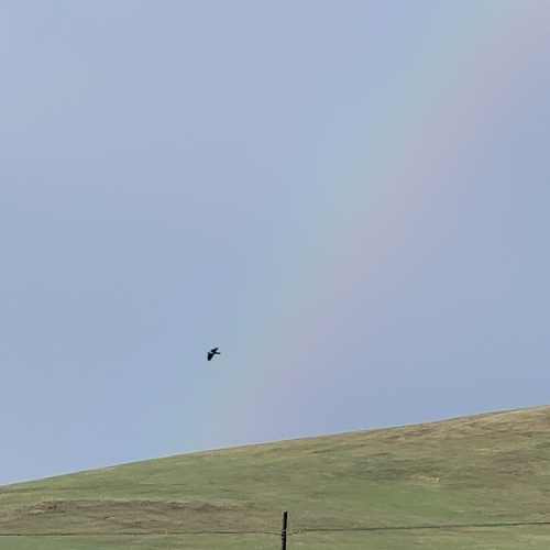 Daurian Jackdaw