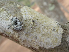 Lecanora subpallens
