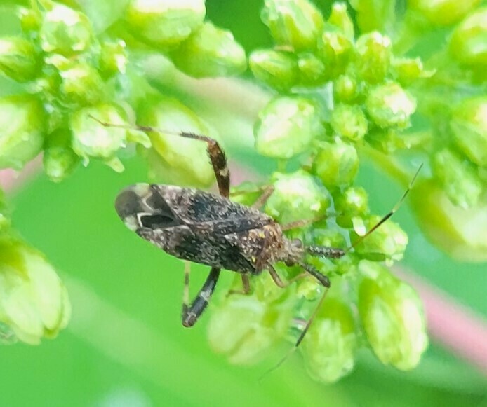 Clouded Plant Bug from Hillsmere Shores, MD, USA on June 6, 2024 at 07: ...