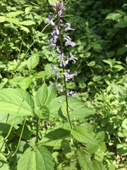 Iodanthus pinnatifidus