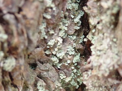 Hypocenomyce scalaris