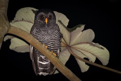 Black-banded Owl - Photo (c) Eden Fontes, some rights reserved (CC BY-NC), uploaded by Eden Fontes