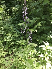 Iodanthus pinnatifidus