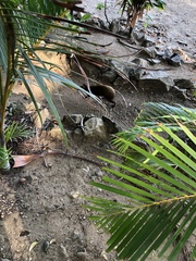 Dasyprocta ruatanica