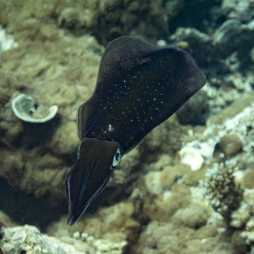 Bigfin Reef Squid — seen at this dive site