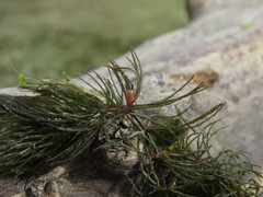 Ceratophyllum submersum