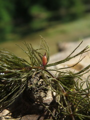 Ceratophyllum submersum