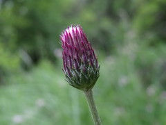 Cirsium pannonicum