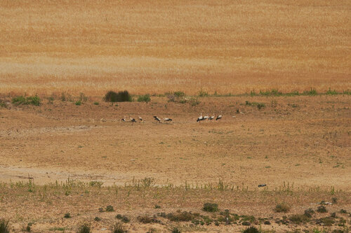 White Stork