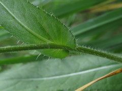 Cirsium pannonicum